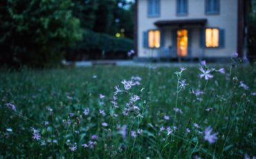 Gräsmatta med lila blommor. Hus i bakgrunden.