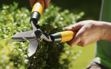 Bild på ett par händer som klipper en buske med häcksax.