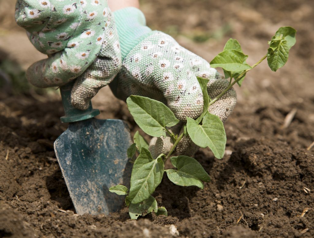 Närbild på händer med vita trädgårdshandsklar som planterar en växt i jorden