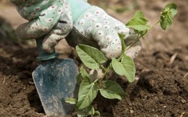 Närbild på händer med vita trädgårdshandsklar som planterar en växt i jorden