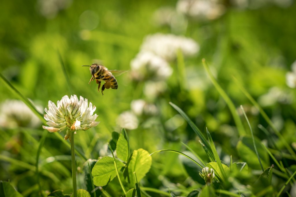 Ett bi närmar sig en klöverblomma