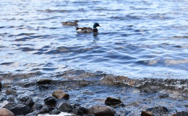 Änder som simmar vid vattenbrynet i sjö