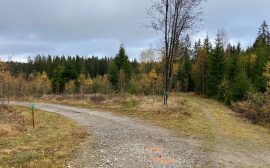 En kurvig grusväg i skogen.