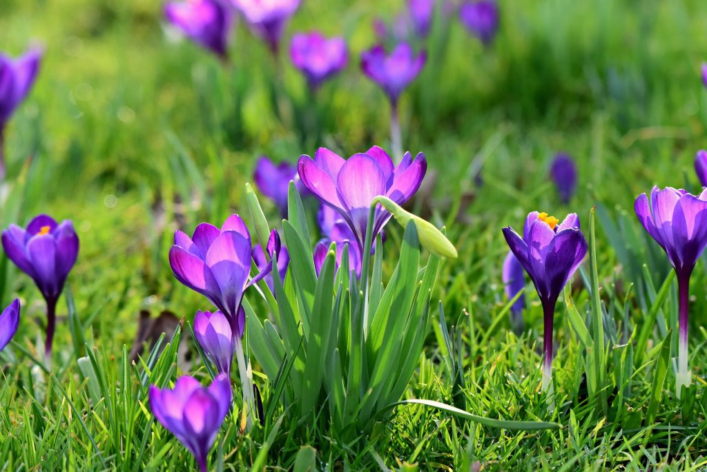 Lila blommor på en gräsmatta