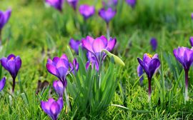 Lila blommor på en gräsmatta