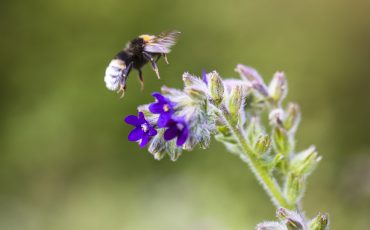Ett bi som suger upp pollen från en lila blomma