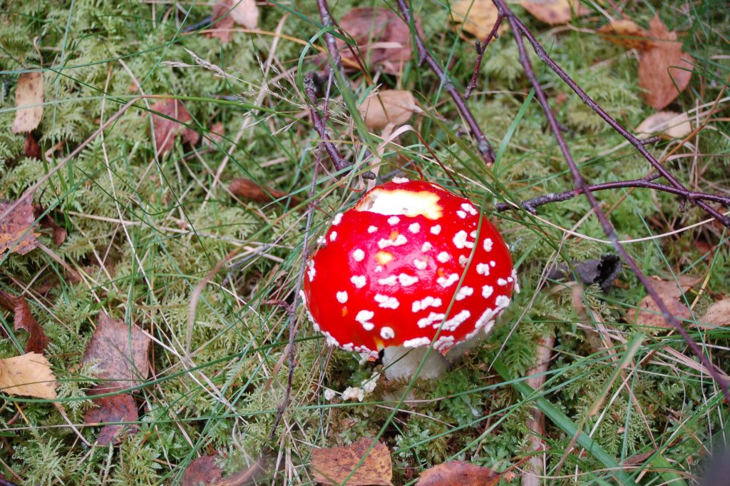 En röd flugsvamp står i en skog med höstlöv runt