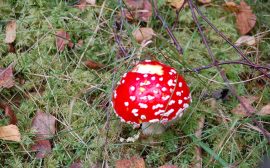 En röd flugsvamp står i en skog med höstlöv runt