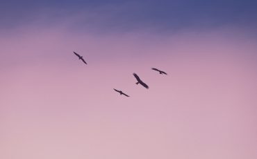 Fåglar som flyger i rosa- och lilafärgad himmel.